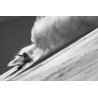Snowboard board harren Jones 2026 Stratos