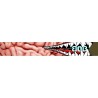Snowboardbrille BOB Brain Washer HCS+TM